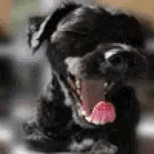 Shipoo Puppy GIF - Shipoo Puppy Shoodle GIFs