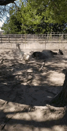 two horses are rolling in the dirt in a pen