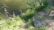 At Least He Stuck The Landing GIF - Turtle Jump Fail GIFs