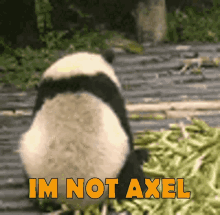 Axel Panda GIF - Axel Panda GIFs