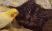 Bird Stopit GIF - Bird Stopit Cat GIFs