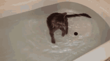 Can'T Hate The Water During Playtime  GIF - Cat Bath Water GIFs