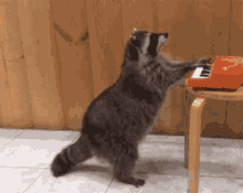 a raccoon standing on its hind legs playing a small red piano