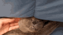 a close up of a person petting a cat under a blanket .