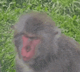 a close up of a monkey 's face in the grass looking at the camera .