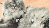 Mog Mog 114 GIF - Mog Mog 114 114 GIFs