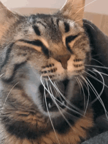 a closeup of a cat 's face with its eyes closed