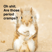 Poop Squirrel GIF - Poop Squirrel Farts GIFs