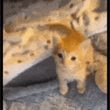 a small orange kitten is standing next to a stuffed animal on a bed .