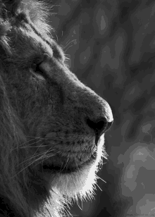 With The Breath Of A Lion You Shall Prevail. GIF - Lion Breath Noble GIFs