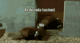 a picture of a red panda with the caption " redpanda victim "