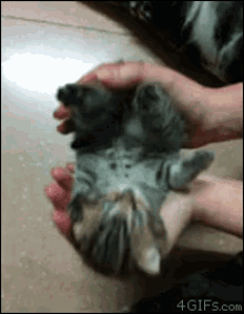 Slinky Kitty GIF