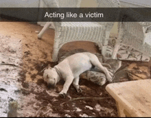 a dog is laying in the dirt with the caption " acting like a victim "