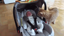 Baby Startled Cat GIF - Cat Baby GIFs