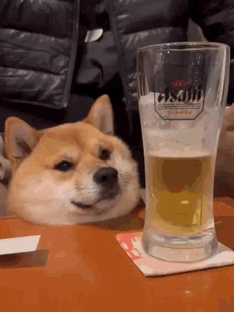 Beer Dog Beer GIF - Beer Dog Beer GIFs