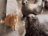 a cat is standing next to two seals in a pool .