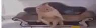 a cat is sitting on top of a cardboard couch .
