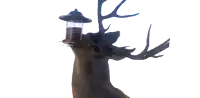 a deer with a lantern on its head
