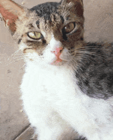 Cat Cat Stare GIF - Cat Cat Stare Momo'S Sound Diary GIFs