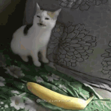 Banana Cat GIF - Banana Cat Anfisa GIFs