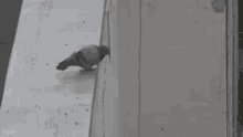 Pigeon Diving GIF - Pigeon Diving Smg GIFs