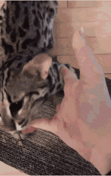 Asian Leopard Cat Biting GIF