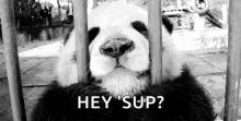 Zoo Cage Panda GIF