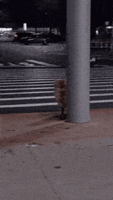a cat is standing next to a pole on the side of a street .