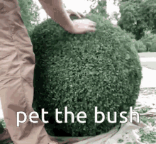 Pet The Bush GIF - Pet The Bush GIFs