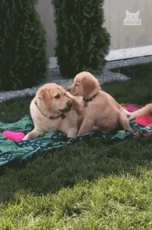 Play Fight Puppy GIF - Play Fight Puppy Biting GIFs