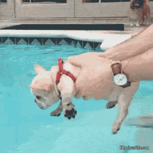 Dog Swimming GIF - Dog Swimming Pool GIFs