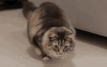 Cat Wiggle GIF - Cat Wiggle Wave GIFs