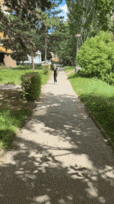 a person walking down a path with trees on the side