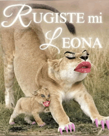 a picture of a lioness and her cub with the caption rugiste mi leona on the bottom