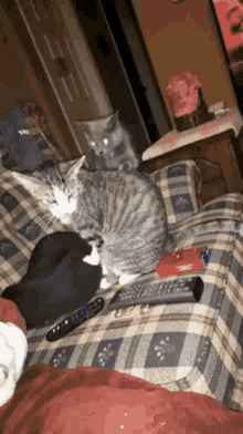 Bully Cat Cat Fight GIF - Bully Cat Cat Cat Fight GIFs