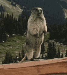 a ground squirrel is standing on its hind legs on a wooden railing