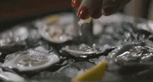 Oysters Seafood GIF - Oysters Seafood Oyster Day GIFs