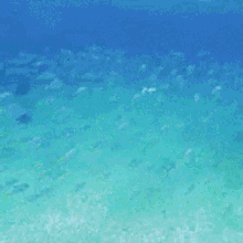 Fishes Searching GIF - Fishes Fish Searching GIFs