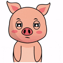 animal pig piggy cute sulky