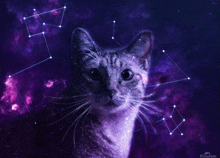 Galaxy Cat GIF