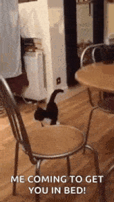 Silly Cat GIF - Silly Cat Walk GIFs