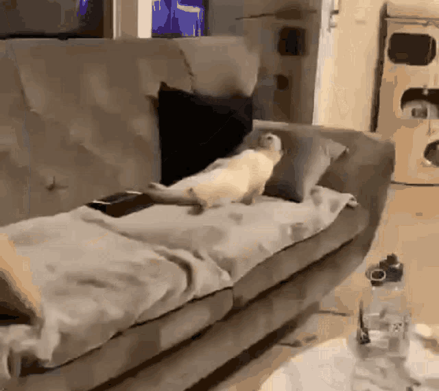 cat-rest-lazy-laying-bed.gif