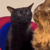 a black cat and a brown cat are looking at each other and looking at the camera .