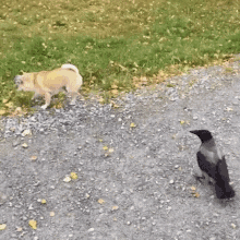 Angry Raven GIF - Angry Raven Pecking GIFs