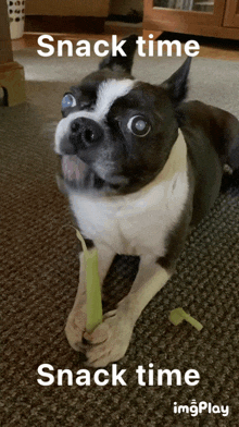 Dog Snack Time GIF - Dog Snack Time GIFs