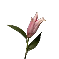 a close up of a pink flower with dz written on the bottom right