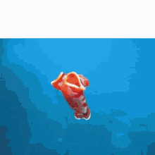 Nudibranch To Be Nudifrank GIF - Nudibranch To Be Nudifrank Shrimple Simple GIFs