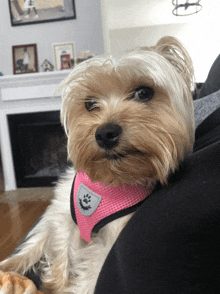 a small dog wearing a pink harness is sitting on a couch