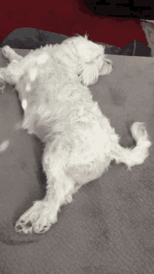 Happy Dreaming GIF