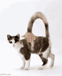 Cat Lol GIF - Cat Lol Omg GIFs